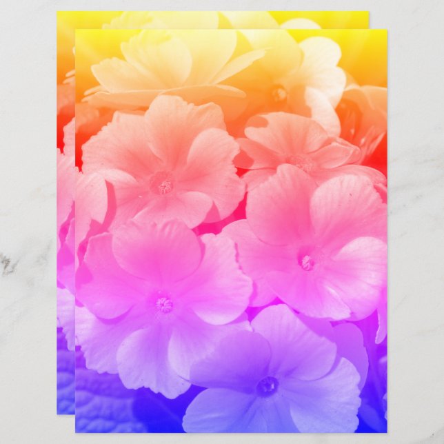 Yellow Primrose Spring Flowers Close Up  (Front/Back)