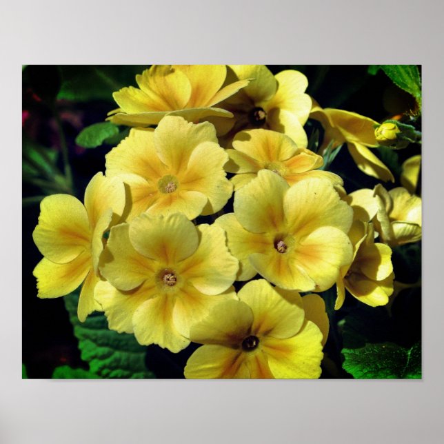 Yellow Primrose Spring Flowers Close Up Poster (Front)