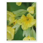 Yellow Primula flowers Temporary Tattoos