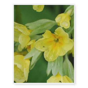 Yellow Primula flowers Temporary Tattoos