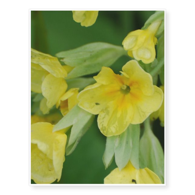 Yellow Primula flowers Temporary Tattoos (Front)