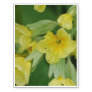 Yellow Primula flowers Temporary Tattoos