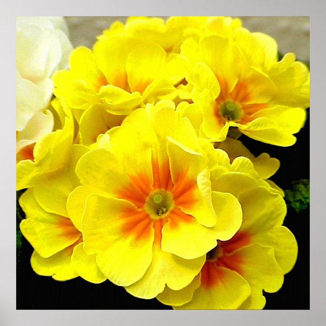 Yellow Primula in springtime Poster (Front)