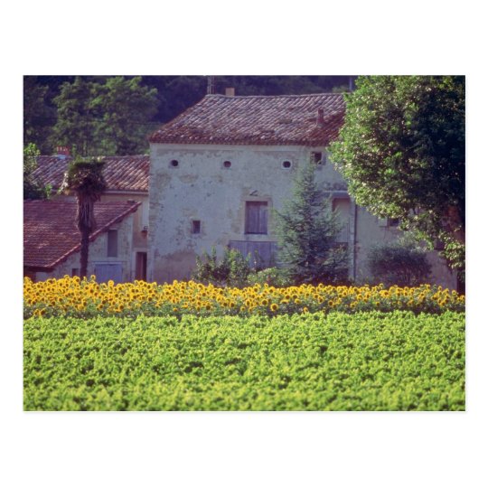 yellow Provencal mas near Carpentras in field of s Postcard