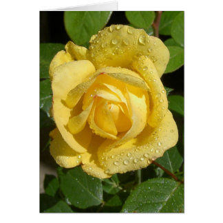 Yellow Rain Rose Cards