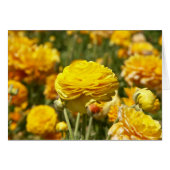 Yellow Ranunculus Flower Card (Front Horizontal)