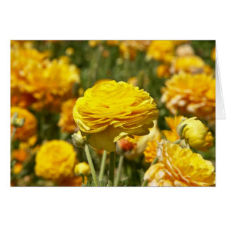 Yellow Ranunculus Flower Card