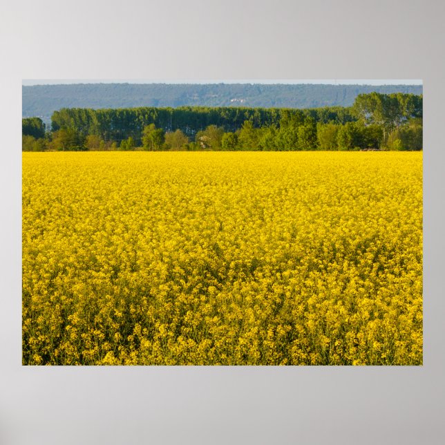 yellow rapeseed flowers illuminated by sun poster (Front)