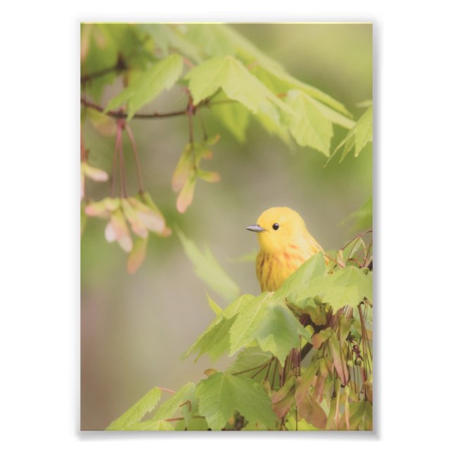 Yellow Ray Of Sunshine - Yellow Warbler Bird Photo Print (Front)