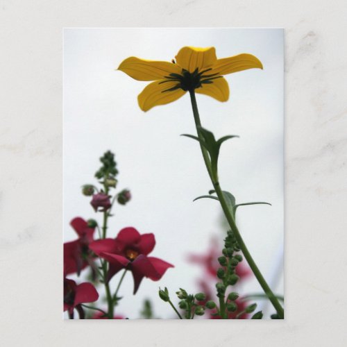 Yellow  Red 1 _ Floral Photgraphy Postcard