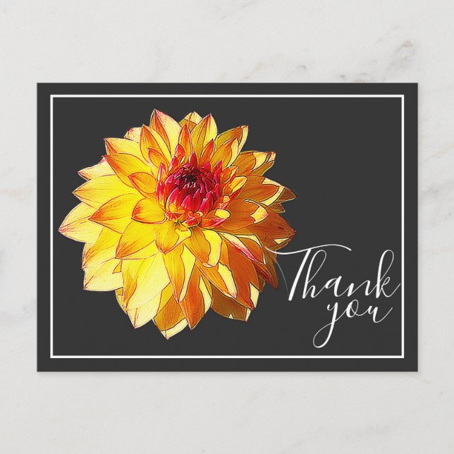 Yellow Red Dahlia With Gray Background Thank You Postcard (Front)