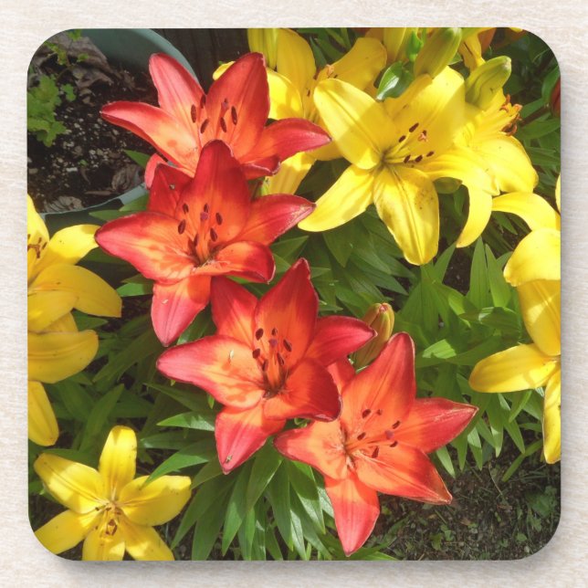 Yellow & Red Flower Lily Photo Designed Beverage Coaster (Front)