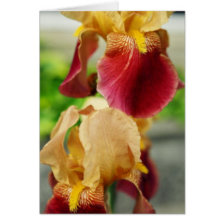 Yellow Red Iris Cards