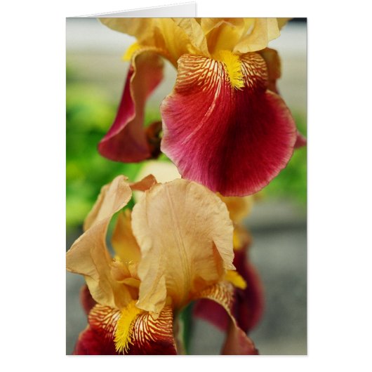 Yellow Red Iris Cards (Front)
