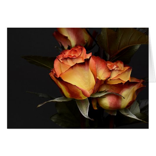 Yellow Red Rose (Front Horizontal)