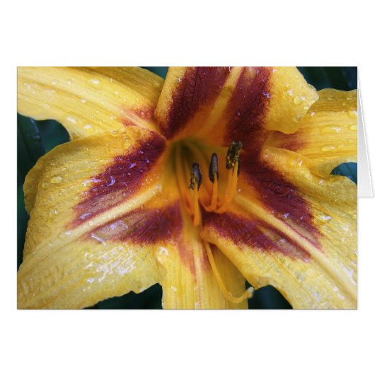 Yellow Red Spark (Front Horizontal)