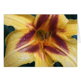 Yellow Red Spark Cards