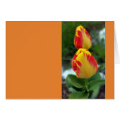 yellow red tulips (Front Horizontal)