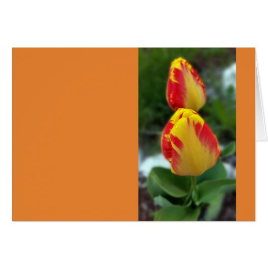 yellow red tulips cards (Front Horizontal)