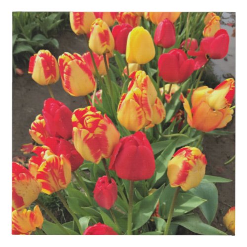 Yellow  Red Tulips Faux Canvas Print