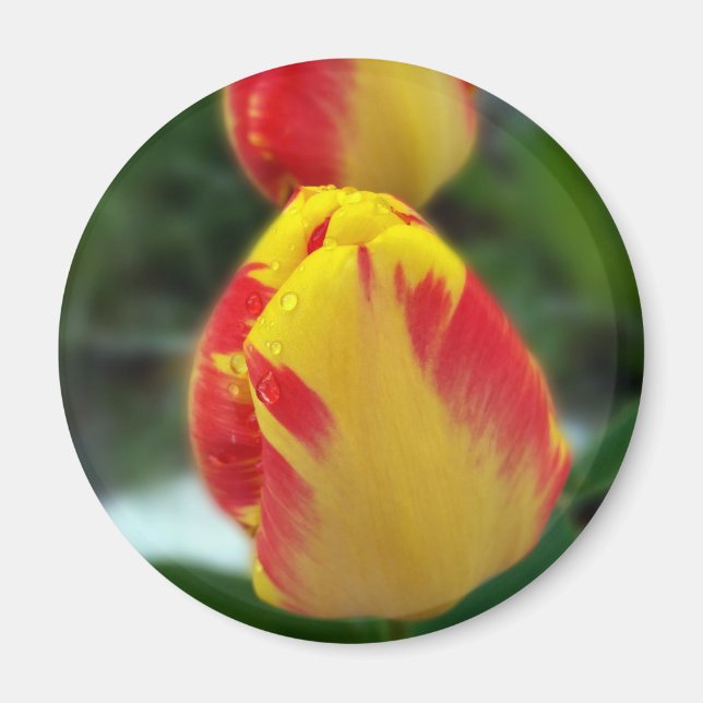 yellow red tulips magnet (Front)