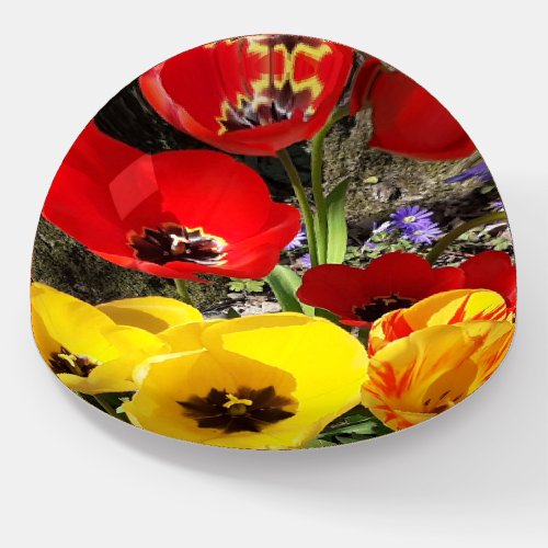 Yellow  Red Tulips  Paperweight