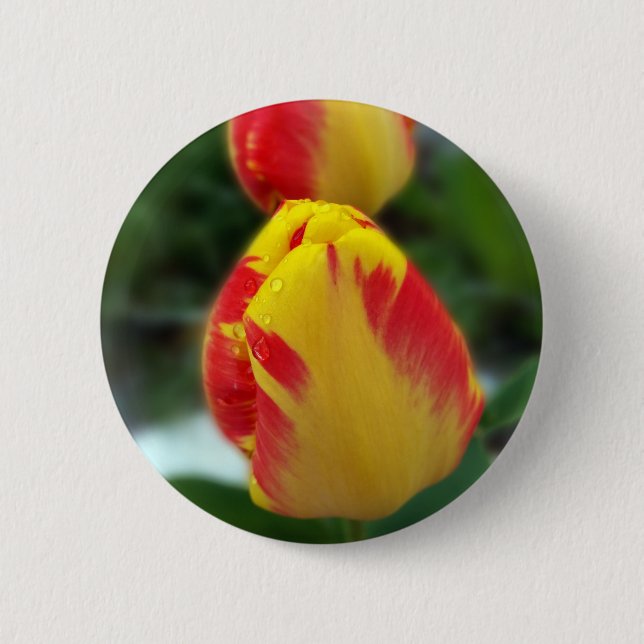 yellow red tulips pinback button (Front)