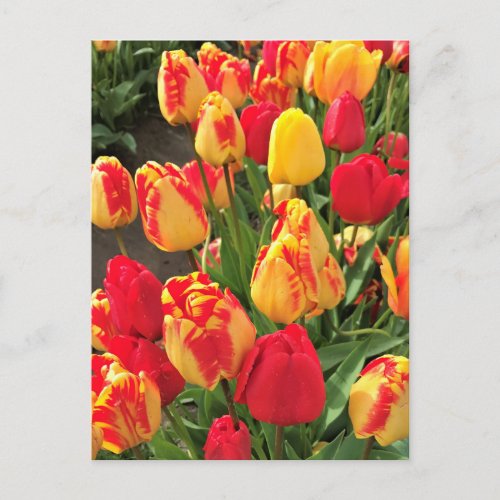 Yellow  Red Tulips Postcard