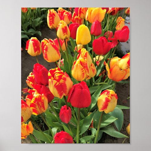 Yellow  Red Tulips Poster