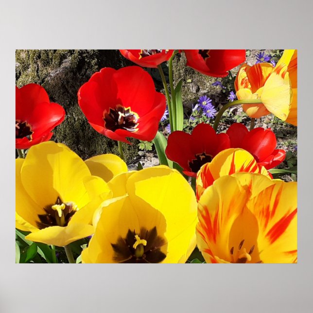 Yellow & Red Tulips Poster (Front)