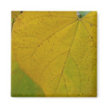 Yellow Redbud Leaves Autumn Nature Photography Magnet