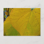 Yellow Redbud Leaves Autumn Nature Photography Postcard