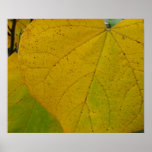 Yellow Redbud Leaves Autumn Nature Photography Poster
