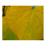 Yellow Redbud Leaves Autumn Nature Photography Poster