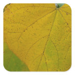 Yellow Redbud Leaves Autumn Nature Photography Square Sticker