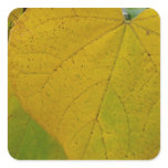 Yellow Redbud Leaves Autumn Nature Photography Square Sticker