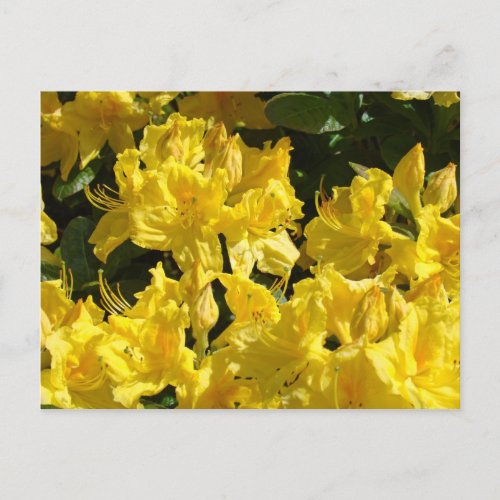 Yellow Rhododendrons Flowrs postcards