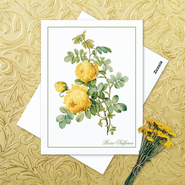 Yellow Rosa Sulfurea Pierre-Joseph Redouté Postcard (Creator Uploaded)