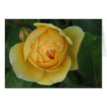 Yellow Rose at Zazzle