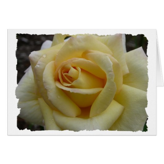 Yellow Rose (Front Horizontal)