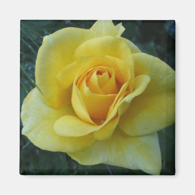 Yellow Rose2 Magnet (Front)
