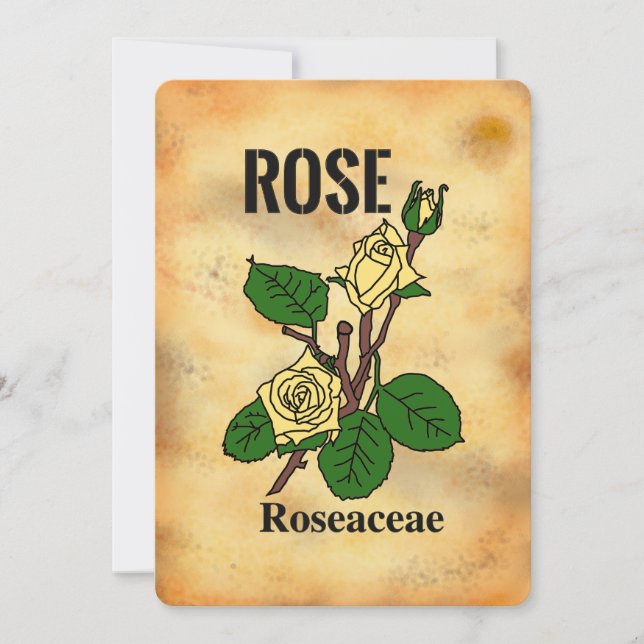 Yellow rose aged paper style line art Flat Card  (Front)