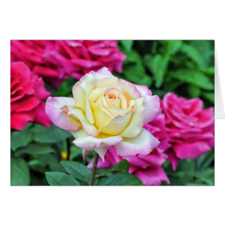 Yellow Rose Among Red Blossoms Cards