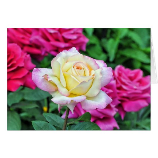 Yellow Rose Among Red Blossoms Cards (Front Horizontal)