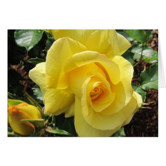 Yellow Rose and Rosebud Cards (Front Horizontal)