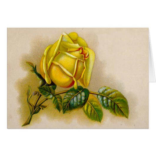 Yellow Rose Antique Vintage Print Fine Art (Front Horizontal)