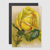 Yellow Rose Antique Vintage Print Fine Art (Front/Back)