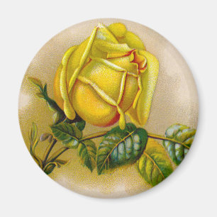Yellow Rose Antique Vintage Print Fine Art Magnet