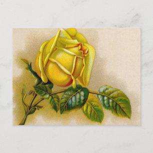 Yellow Rose Antique Vintage Print Fine Art Postcard