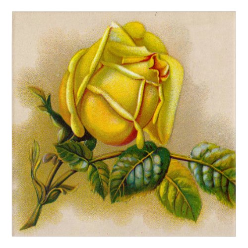 Yellow Rose Artwork Print Fine Art